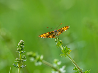 Glanville Fritillary (Melitaea cinxia ) butterfly