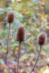 Autumn in the nature of plants, the end of the cycle of life and natural selection for further reproduction of life.