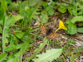 Glanville Fritillary (Melitaea cinxia ) butterfly