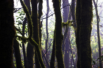 Fototapeta premium tree in the forest, spain lagomera, vacation, summer, europe