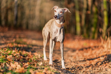 junge hübsche Whippet Hündin im lichtdurchfluteten Wald,