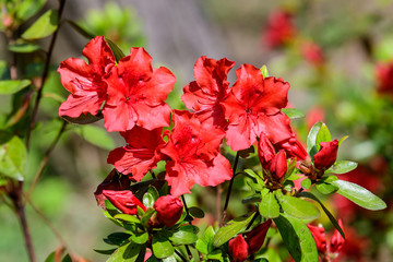 Fototapeta premium Close up of delicate red flowers of azalea or Rhododendron plant in a sunny spring Japanese garden, beautiful outdoor floral background photographed with soft focus