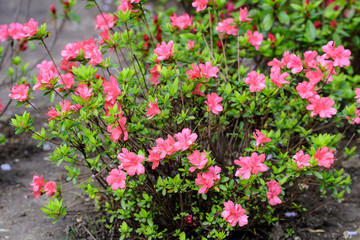 Bush of delicate vivid pink flowers of azalea or Rhododendron plant in a sunny spring Japanese garden,  beautiful outdoor floral background