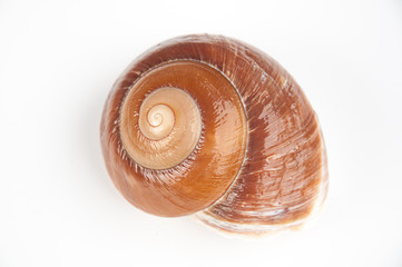 One tan seashell closeup isolated