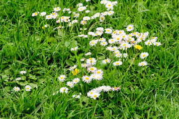 Side view of large group of Daisies or Bellis perennis white and pink flowers in direct sunlight, in a sunny spring garden, beautiful outdoor floral background