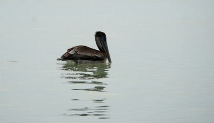 Aufnäher Bügelbild Iron on Patches Pelikan Pelican Vogel Meer See a4p10