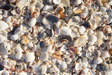 viele verschiedene Muscheln