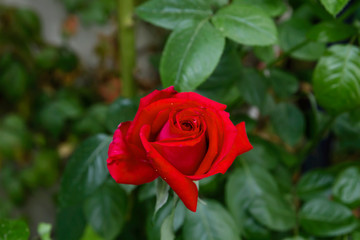 Red rose in the garden