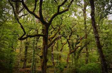 Primeval Oak forest in Portugal. Albegaria forest is situated in the north of Geres National Park....