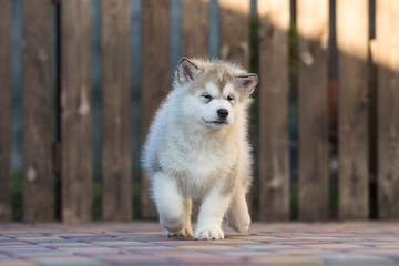 Alaskan Malamute puppy plays in the yard