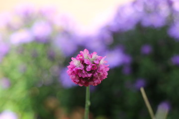 a violet little allium flower and a purple and white soft background