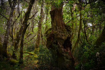 Primeval Oak forest in Portugal. Albegaria forest is situated in the north of Geres National Park. Old oak trees have been growing here for thousands of years without human intervention. 