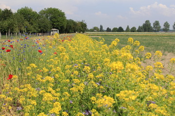Fototapeta premium yellow white mustard plants in a field margin along a field of onions in the dutch countryside in springtime