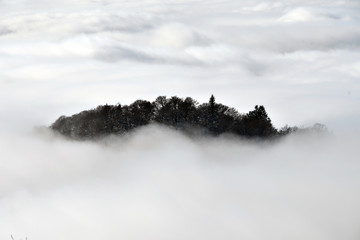 Cloud forest