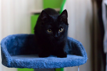 Black cat on a plush chair