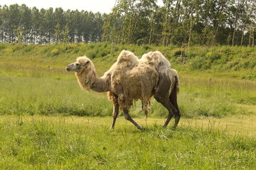 a camel in a green meadow at a farm in holland