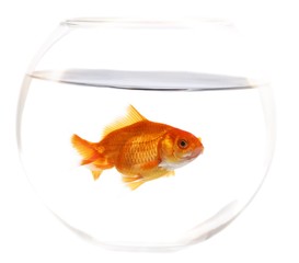 Gold fish in aquarium on a white background