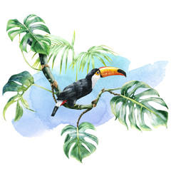 tropical illustration isolated on white background. Exotic toucan bird in the jungle on a monstera liana. Handmade full-color watercolor painting for design wallpaper, fabric, cover, postcard, sticker © Nursee