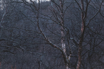 Glendalough in Winter