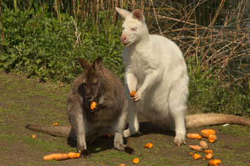 The red-necked wallaby, Bennett's wallaby (Macropus rufogriseus). © Elena