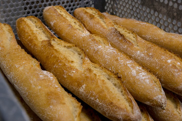many bread loafs just taken from the oven, side view