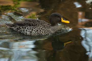 The yellow-billed duck (Anas undulata).
