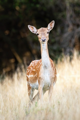 Fallow deer, dama dama, doe with innocent look facing camera on a meadow with dry grass in summer. Female wild animal with big ears listening attentively.