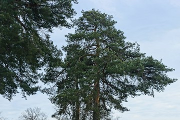 crown of tall pine conifer with green needles on the background of sky and clouds in the forest