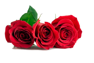 Three red rose flowers isolated on white background
