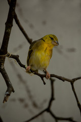 The village weaver, spotted-backed weaver, black-headed weaver  (Ploceus cucullatus).