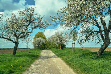 Obraz premium A dirt, paved road and flowering fruit trees in spring in Poland.