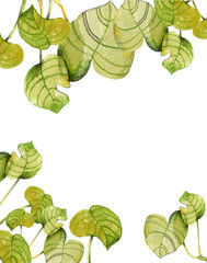 Watercolor border of plant monstera. Beautiful liana in the blue pot on white background. Hand drawn illustration.