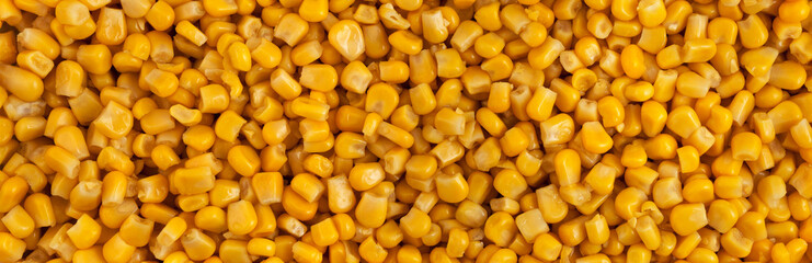 Corn background and texture. Yellow seeds. Panorama.