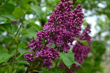 One branch of purple lilac diagonally against the green of the spring garden.
