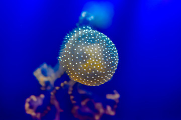 Pelagia noctiluca jellyfish in blue background