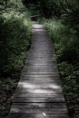 Fototapeta premium Forest Path
