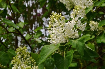 The swollen inflorescence of white lilac after the rain in the afternoon in the spring garden.