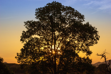 Pôr-do-sol através da árvore