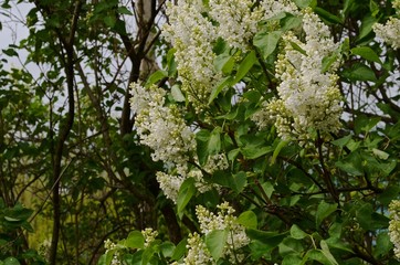 The bush is a white lilac after the rain in the garden in the spring.
