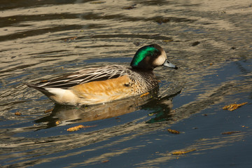 The Chilo&eacute; wigeon, southern wigeon (Mareca sibilatrix).