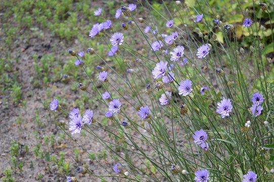 Closeup Catananche caerulea known as cigaline with blurred background in summer garden