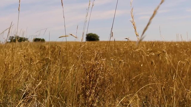 Toma fija de un paisaje de espigas de trigo con el cielo azul y algunos &aacute;rboles de fondo
