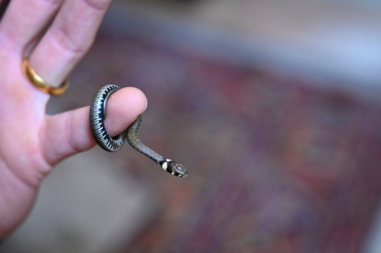 Baby Ringelnatter (Natrix natrix) um Finger mit goldenem Ring an Hand mit Perserteppich im Hintergrund