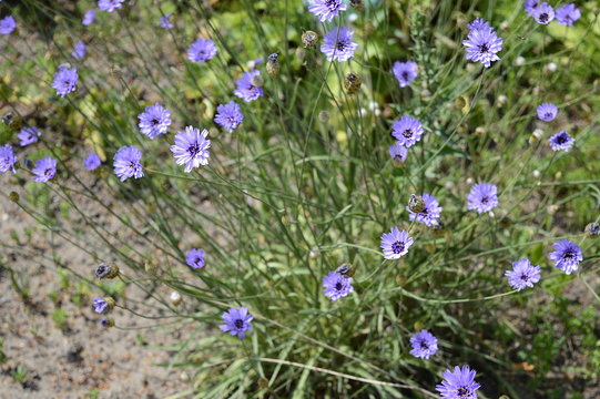 Closeup Catananche caerulea known as cigaline with blurred background in summer garden