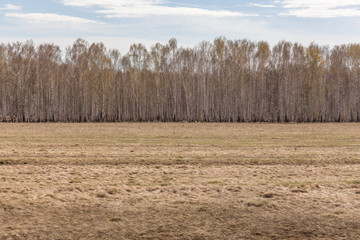 Spring nature, forest landscape. Cloudy sky, Russia. selective focus