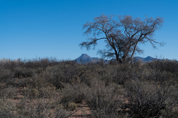 A weathered tree near Cooke's Peak in southwest New Mexico.