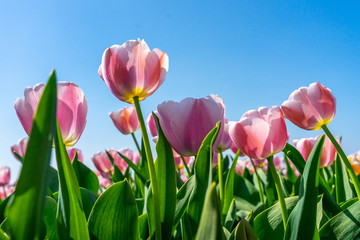 Tulips field of the Netherlands