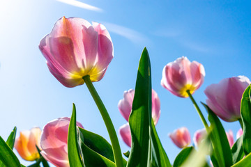 Tulips field of the Netherlands