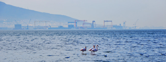 Factories threat flamingos and birds' live.