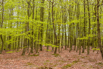 Misty spring beech forest in a nature reserve in southern Sweden. selective focus